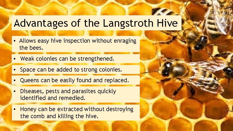 Advantages of the Langstroth Hive • Allows easy hive inspection without enraging the bees.