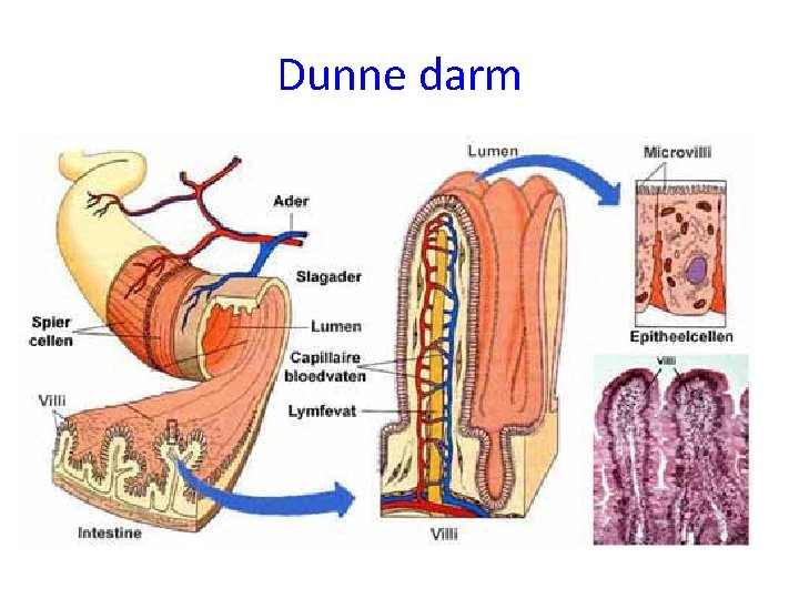 Dunne darm 