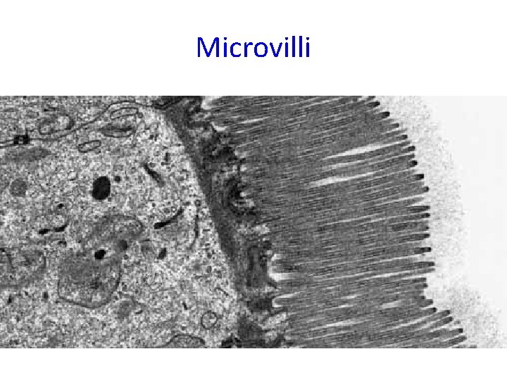 Microvilli 