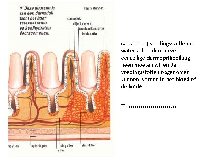 (Verteerde) voedingsstoffen en water zullen door deze eencellige darmepitheellaag heen moeten willen de voedingsstoffen