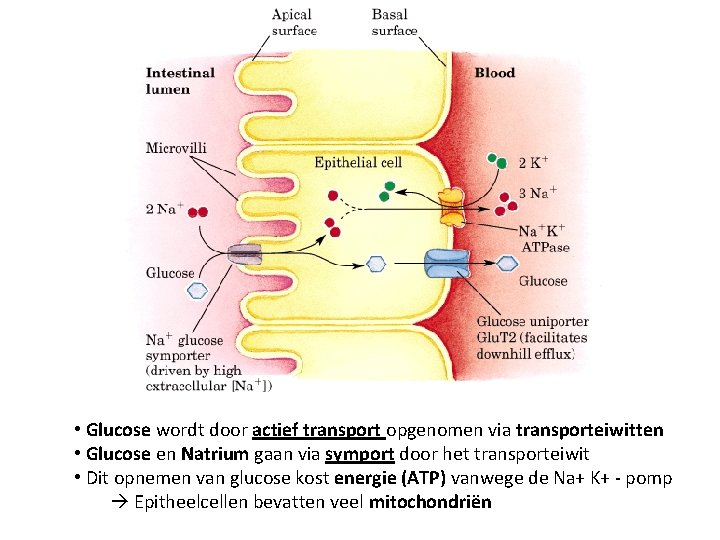  • Glucose wordt door actief transport opgenomen via transporteiwitten • Glucose en Natrium