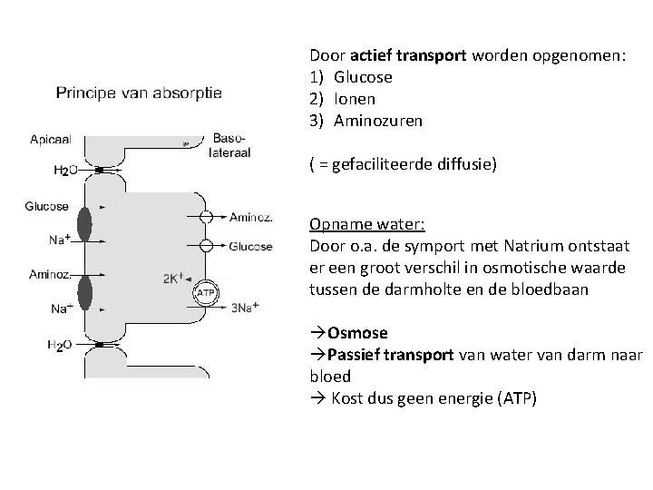 Door actief transport worden opgenomen: 1) Glucose 2) Ionen 3) Aminozuren ( = gefaciliteerde