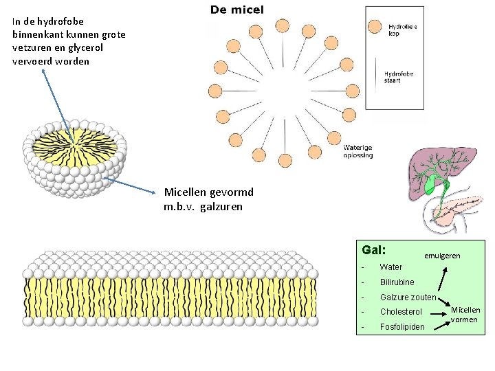 In de hydrofobe binnenkant kunnen grote vetzuren en glycerol vervoerd worden Micellen gevormd m.