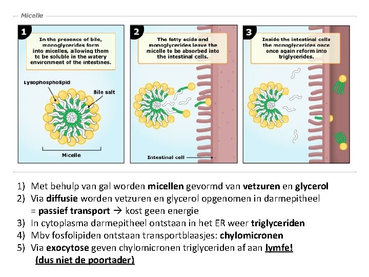 1) Met behulp van gal worden micellen gevormd van vetzuren en glycerol 2) Via