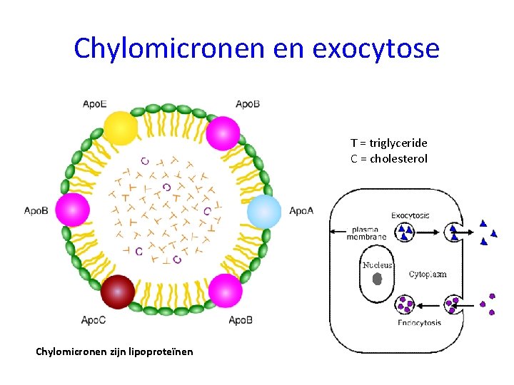 Chylomicronen en exocytose T = triglyceride C = cholesterol Chylomicronen zijn lipoproteïnen 