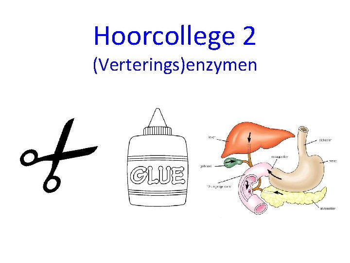 Hoorcollege 2 (Verterings)enzymen 