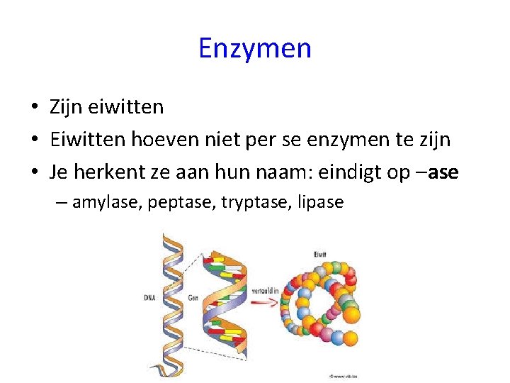 Enzymen • Zijn eiwitten • Eiwitten hoeven niet per se enzymen te zijn •