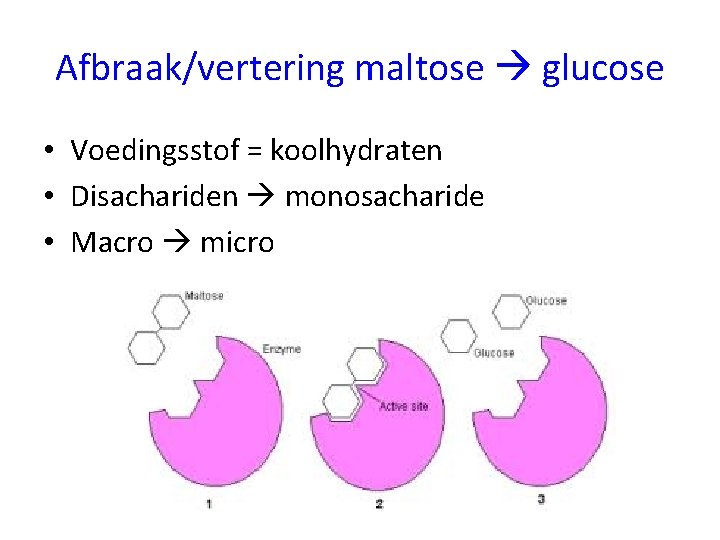 Afbraak/vertering maltose glucose • Voedingsstof = koolhydraten • Disachariden monosacharide • Macro micro 