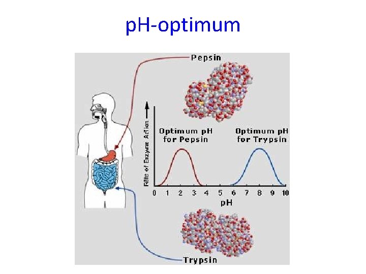 p. H-optimum 