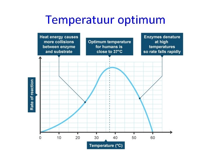 Temperatuur optimum 