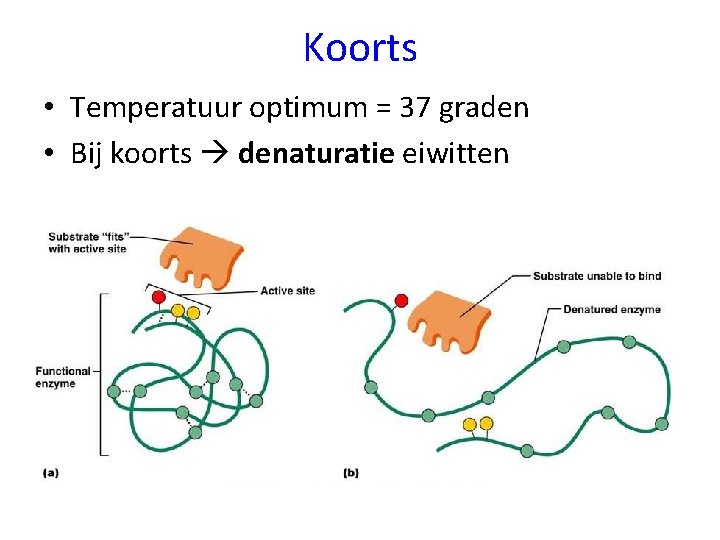 Koorts • Temperatuur optimum = 37 graden • Bij koorts denaturatie eiwitten 