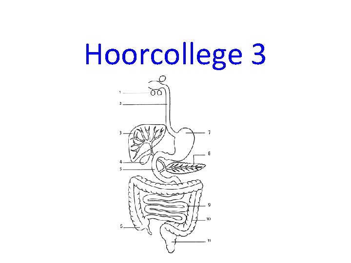 Hoorcollege 3 