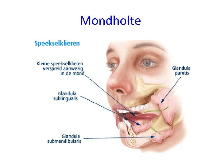 Mondholte 