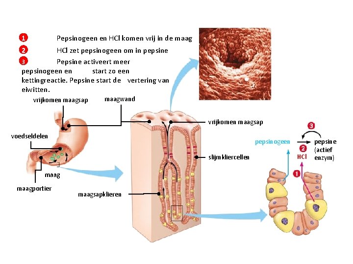 1 Pepsinogeen en HCl komen vrij in de maag 2 HCl zet pepsinogeen om