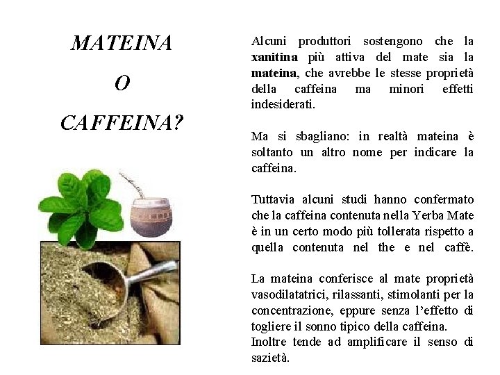 MATEINA O CAFFEINA? Alcuni produttori sostengono che la xanitina più attiva del mate sia