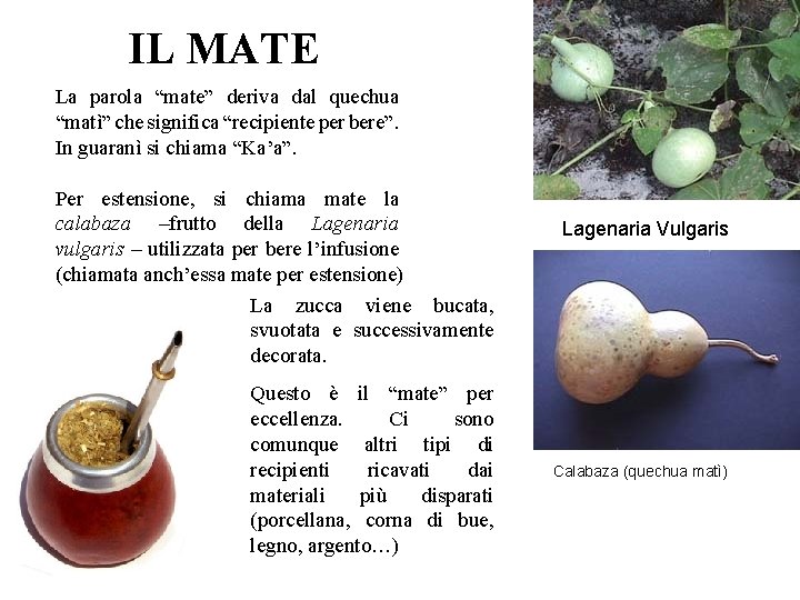 IL MATE La parola “mate” deriva dal quechua “matì” che significa “recipiente per bere”.