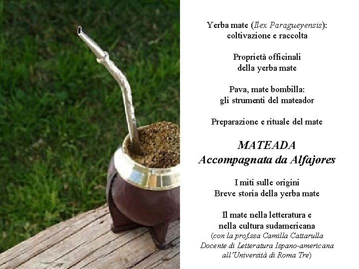 Yerba mate (Ilex Paragueyensis): coltivazione e raccolta Proprietà officinali della yerba mate Pava, mate