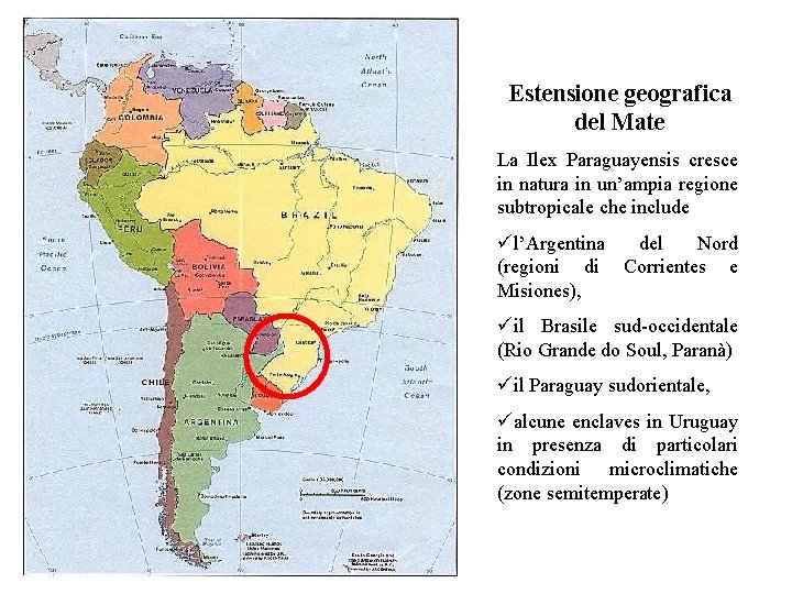 Estensione geografica del Mate La Ilex Paraguayensis cresce in natura in un’ampia regione subtropicale