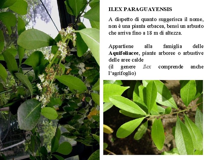 ILEX PARAGUAYENSIS A dispetto di quanto suggerisca il nome, non è una pianta erbacea,