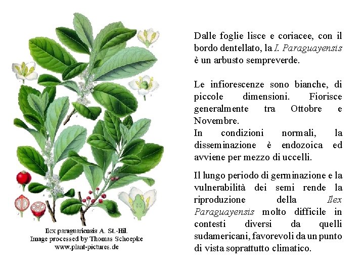 Dalle foglie lisce e coriacee, con il bordo dentellato, la I. Paraguayensis è un