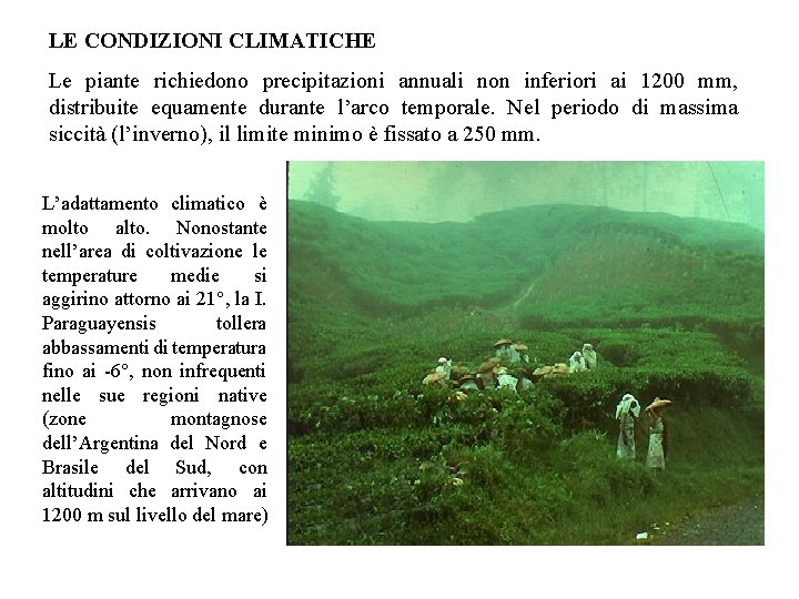 LE CONDIZIONI CLIMATICHE Le piante richiedono precipitazioni annuali non inferiori ai 1200 mm, distribuite
