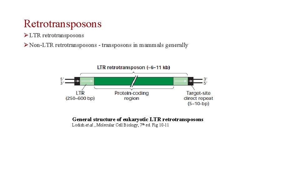 Retrotransposons Ø LTR retrotransposons Ø Non-LTR retrotransposons - transposons in mammals generally General structure