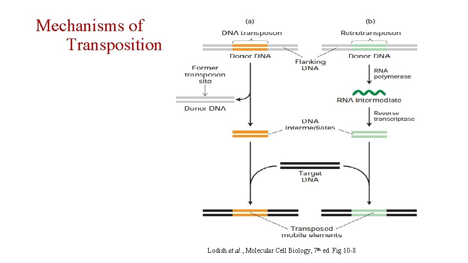 Mechanisms of Transposition Lodish et al. , Molecular Cell Biology, 7 th ed. Fig