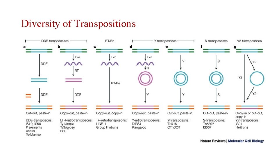 Diversity of Transpositions 