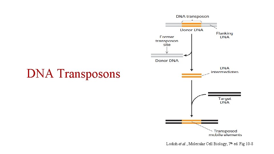 DNA Transposons Lodish et al. , Molecular Cell Biology, 7 th ed. Fig 10