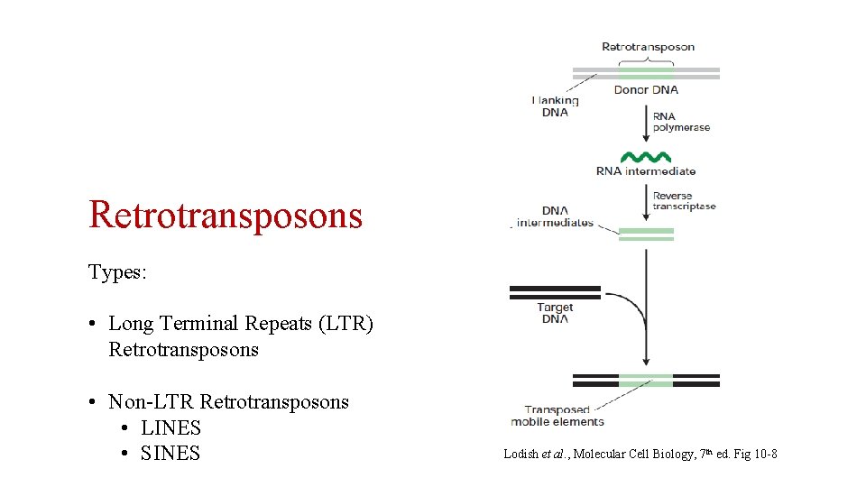 Retrotransposons Types: • Long Terminal Repeats (LTR) Retrotransposons • Non-LTR Retrotransposons • LINES •