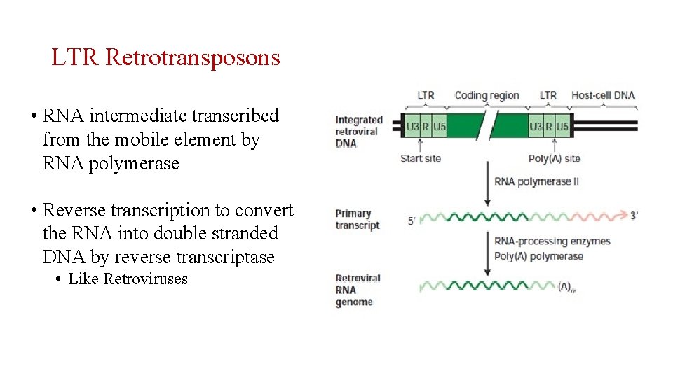 LTR Retrotransposons • RNA intermediate transcribed from the mobile element by RNA polymerase •