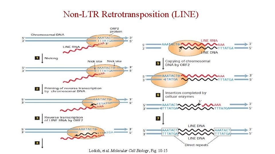 Non-LTR Retrotransposition (LINE) Lodish, et al. Molecular Cell Biology, Fig. 10 -15 