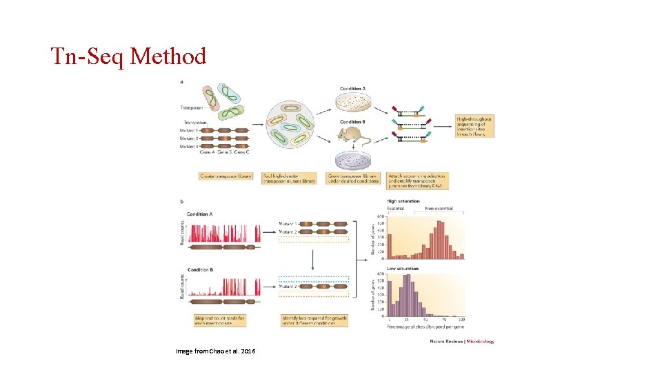 Tn-Seq Method Image from Chao et al. 2016 