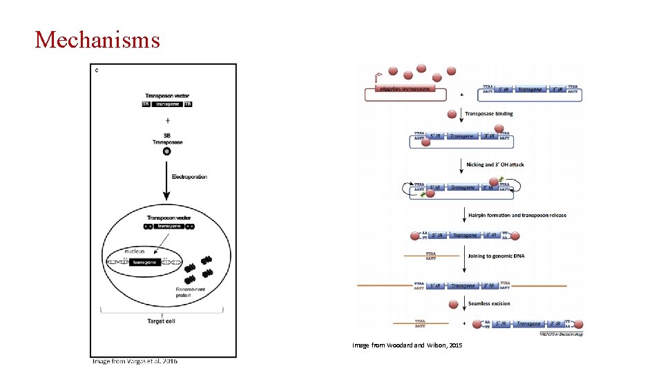 Mechanisms Image from Woodard and Wilson, 2015 
