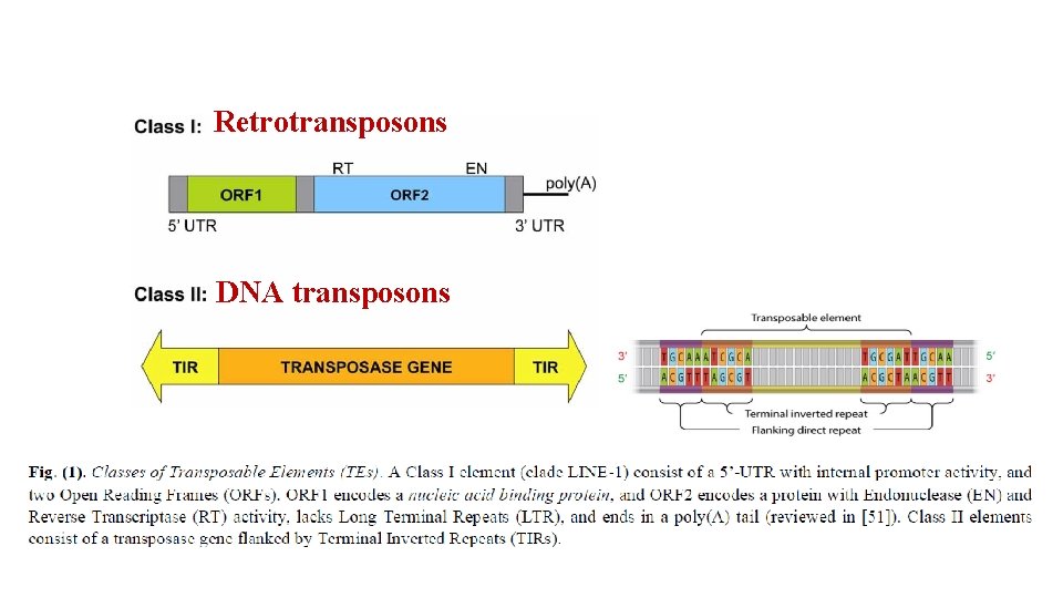 Retrotransposons DNA transposons 