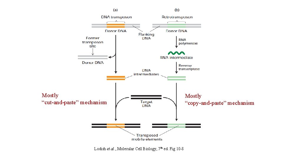Mostly “cut-and-paste” mechanism Lodish et al. , Molecular Cell Biology, 7 th ed. Fig