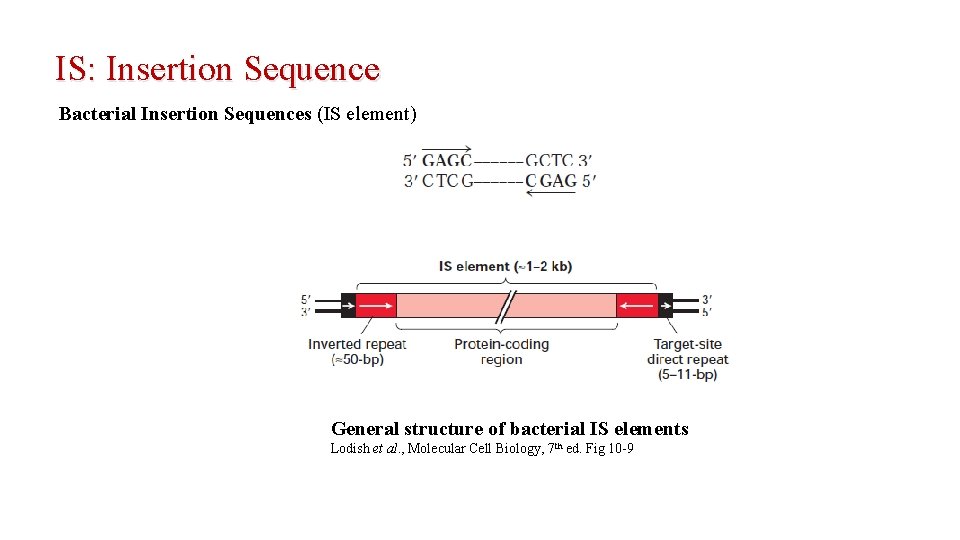 IS: Insertion Sequence Bacterial Insertion Sequences (IS element) General structure of bacterial IS elements