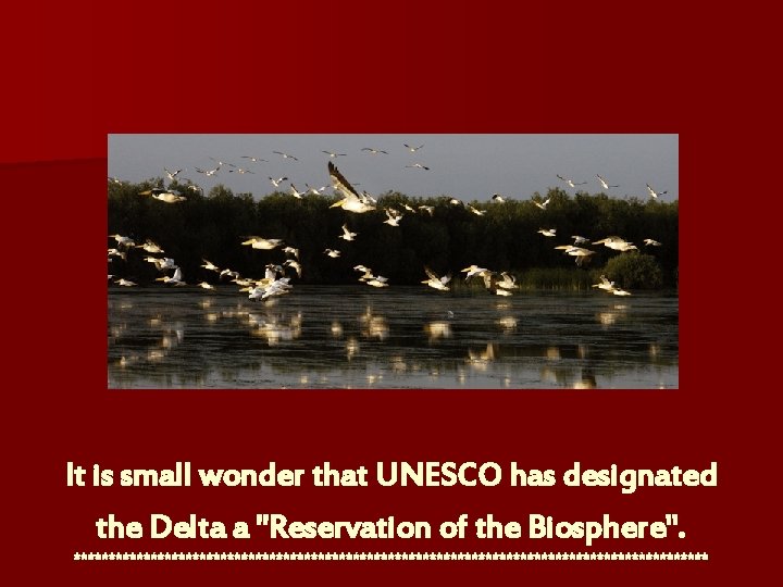 It is small wonder that UNESCO has designated the Delta a "Reservation of the
