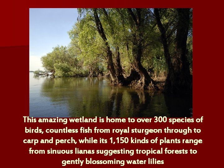 This amazing wetland is home to over 300 species of birds, countless fish from