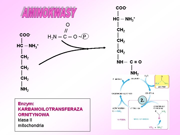 COO│ HC ─ NH 3+ │ CH 2 │ NH 2 O // H