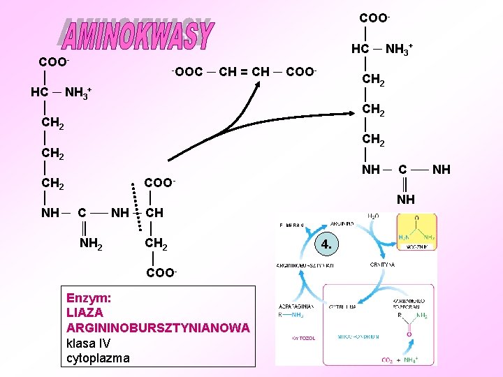 COO-OOC ─ CH = CH ─ COO│ HC ─ NH 3+ │ CH 2