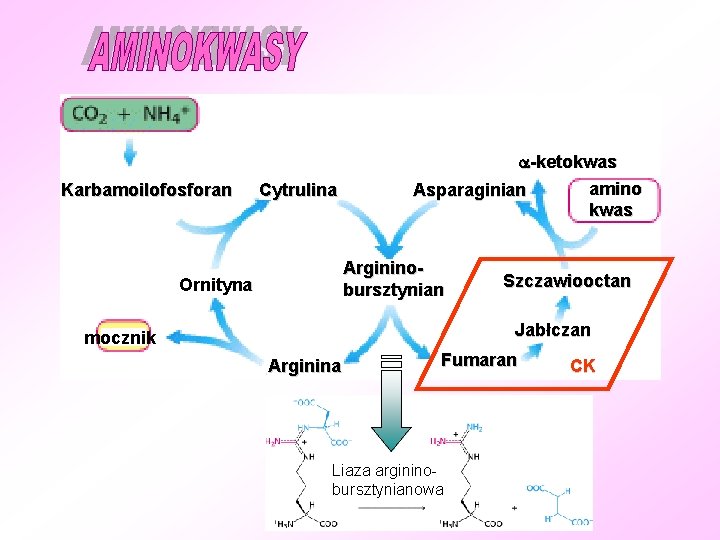 Karbamoilofosforan Cytrulina -ketokwas amino Asparaginian kwas Argininobursztynian Ornityna Szczawiooctan Jabłczan mocznik Arginina Fumaran Liaza