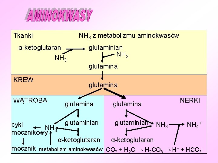 Tkanki NH 3 z metabolizmu aminokwasów α-ketoglutaran NH 3 KREW WĄTROBA cykl NH 3