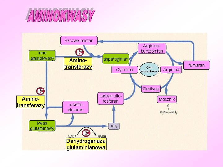 Szczawiooctan Inne aminokwasy Argininobursztynian Aminotransferazy asparaginian Cytrulina Cykl mocznikowy Arginina Ornityna Aminotransferazy -ketoglutaran karbamoilofosforan