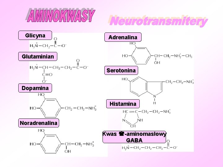 Glicyna Adrenalina Glutaminian Serotonina Dopamina Histamina Noradrenalina Kwas -aminomasłowy GABA 