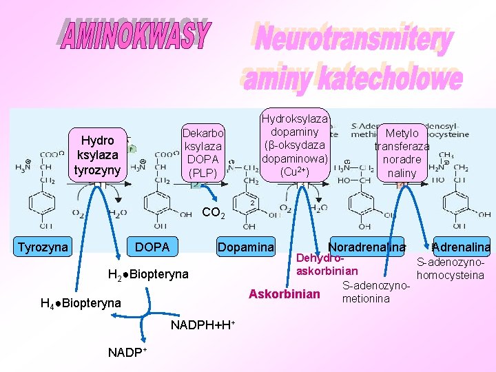 Dekarbo ksylaza DOPA (PLP) Hydro ksylaza tyrozyny CO 2 Tyrozyna Hydroksylaza dopaminy (β-oksydaza dopaminowa)