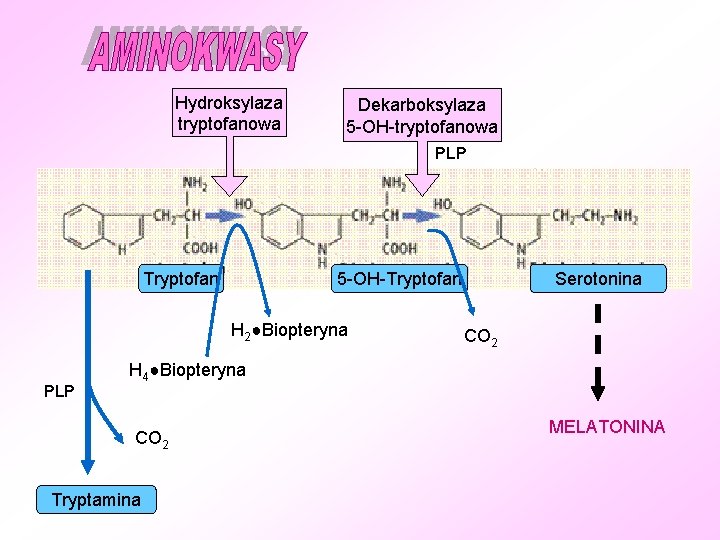 Hydroksylaza tryptofanowa Dekarboksylaza 5 -OH-tryptofanowa PLP Tryptofan H 2●Biopteryna PLP Serotonina 5 -OH-Tryptofan CO