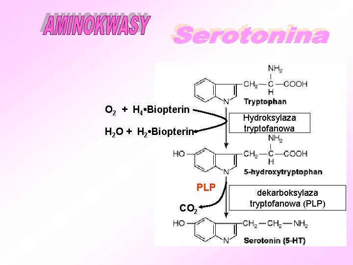 O 2 + H 4 • Biopterin Hydroksylaza tryptofanowa H 2 O + H