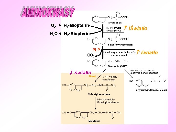 O 2 + H 4 • Biopterin H 2 O + H 2 •