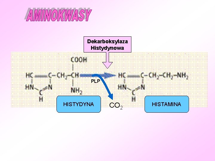Dekarboksylaza Histydynowa PLP HISTYDYNA CO 2 HISTAMINA 